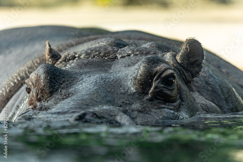 common hippopotamus amphibius large herbivorous, semiaquatic mammal.