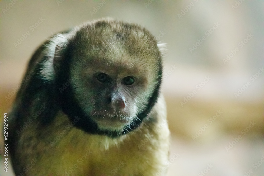 Obraz premium White-faced capuchin monkey closeup eating in zoo