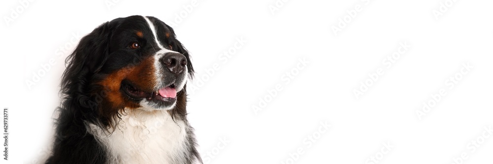 Stock Foto Bernese mountain dog on white background. Studio shot of dog Banner