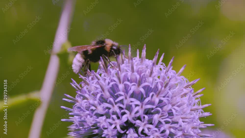 A bumblebee collecting pollen then taking off from a flower - Slow motion A bumblebee collecting pollen then taking off from a flower - Slow motion