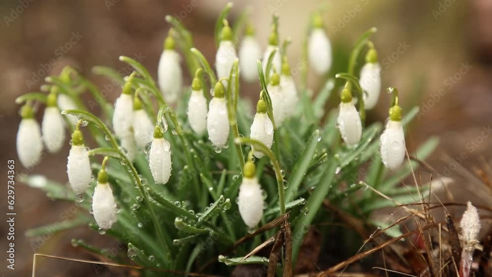 There are a lot of snowdrops after the rain in the forest. White, forest flowers in raindrops. Wild plants in nature. Spring, early flowers. There are a lot of snowdrops after the rain in the forest. White, forest flowers in raindrops. Wild plants in nature. Spring, early flowers.