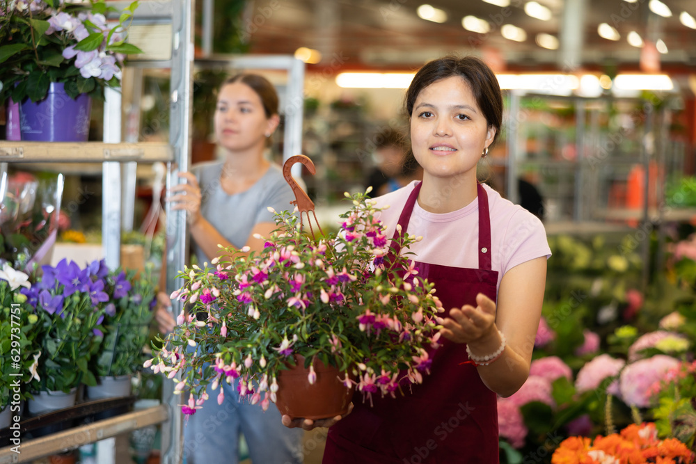 Portrait of cheerful asian young saleswoman offering potted colorful blooming fuchsia in flower shop to decorate courtyard or patio..
