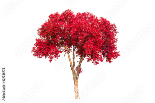  Red tree isolated on white background