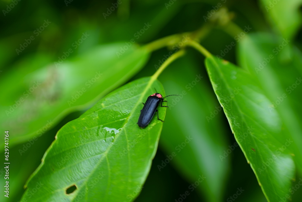 Fototapeta premium 葉っぱで休む可愛いホタル