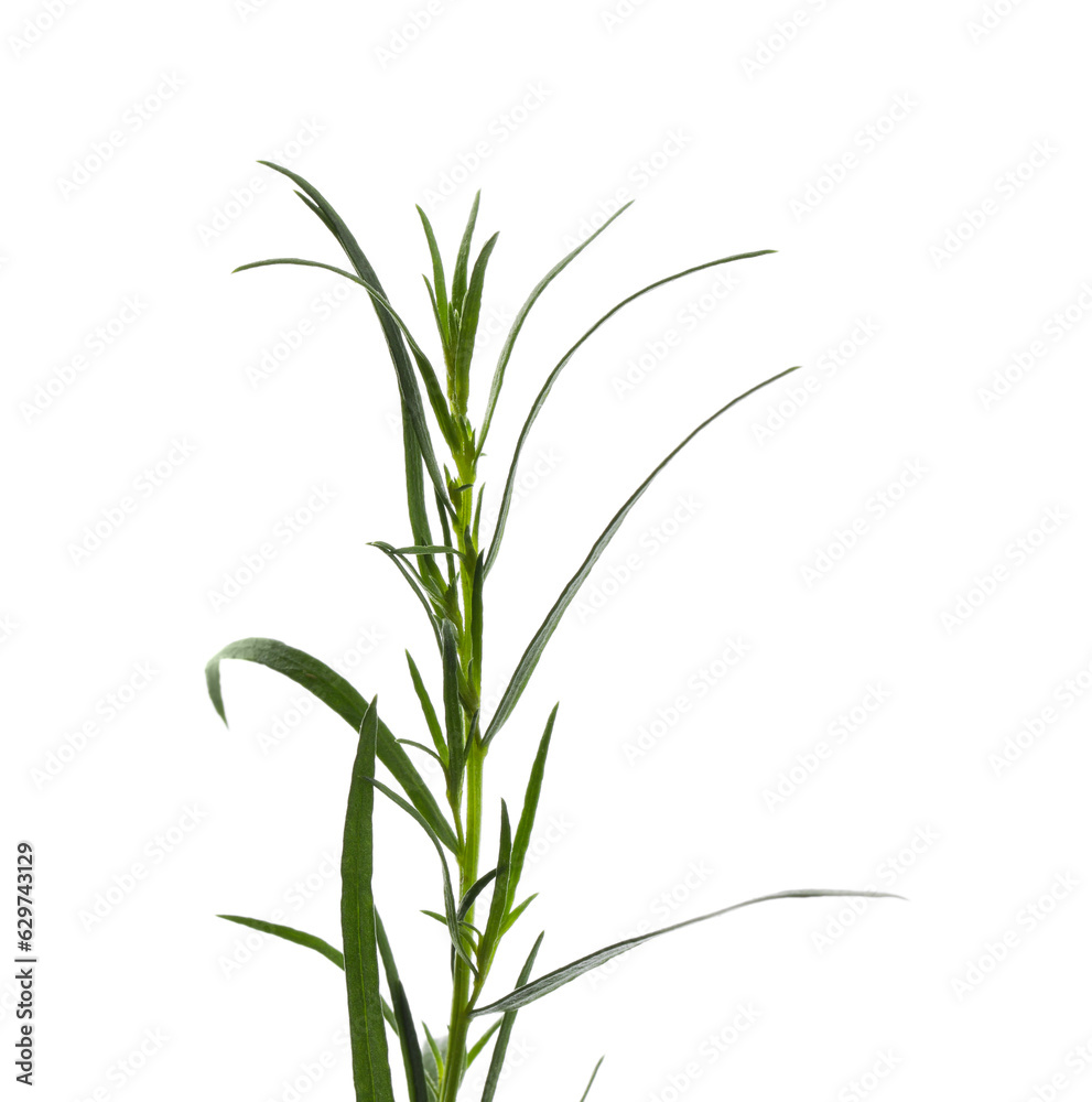 One sprig of fresh tarragon on white background One sprig of fresh tarragon on white background
