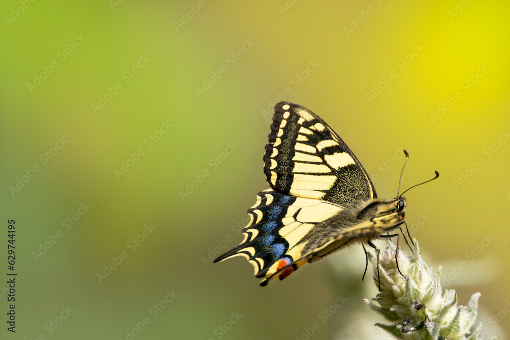 Obraz premium A common yellow swallowtail on green wildflower collect nectar. Papilio machaon.