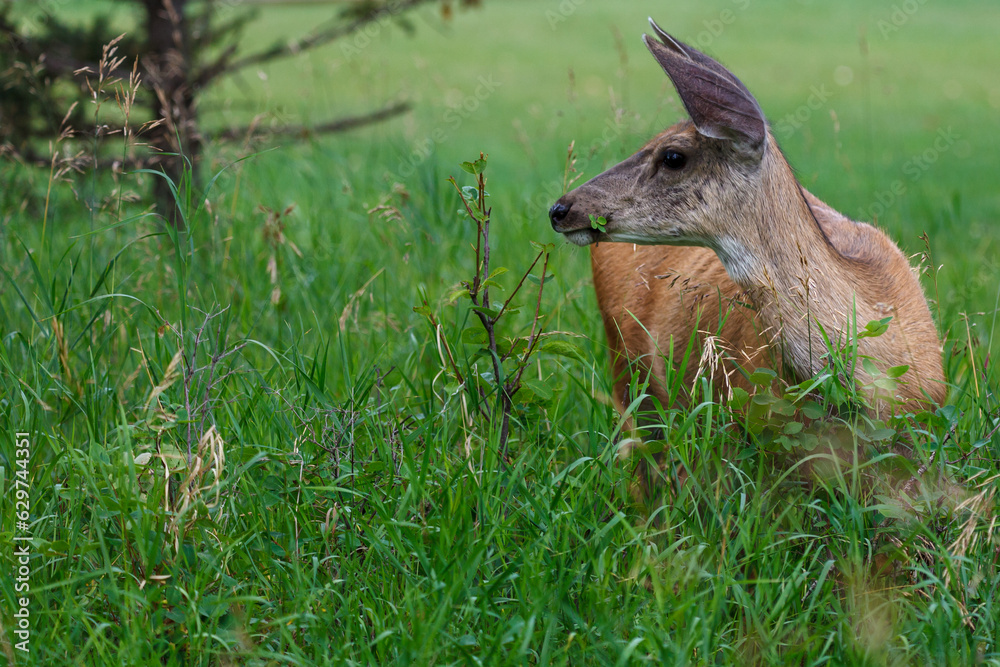 Urban deer with 4 leaf clover in her mouth Urban deer with 4 leaf clover in her mouth