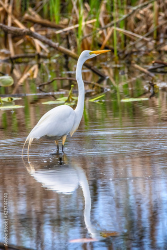 Snowy Egret at Presque Isle State Park