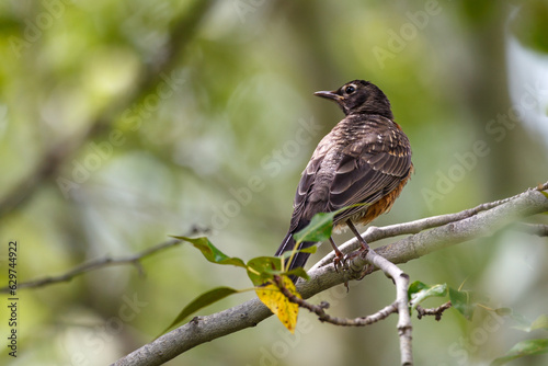 young robin sitting on a branch