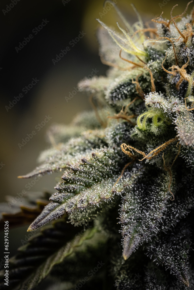 Indoor cannabis plantation in bloom. Macro photography of sativa and indica cannabis plant flowers. Indoor cannabis plantation in bloom. Macro photography of sativa and indica cannabis plant flowers.