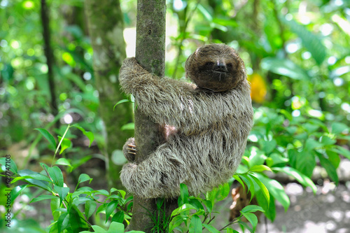 A juvenile 3-toed sloth descends a tree in Costa Rica