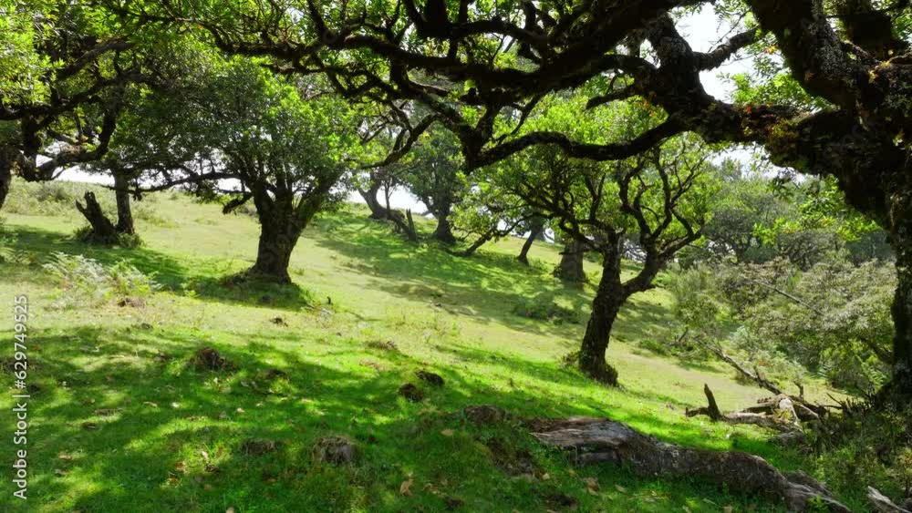 Beautiful summer morning in the forest, Sun rays break through the foliage of magnificent green tree, Magical summer forest, Fanal Madeira, Portugal Beautiful summer morning in the forest, Sun rays break through the foliage of magnificent green tree, Magical summer forest, Fanal Madeira, Portugal