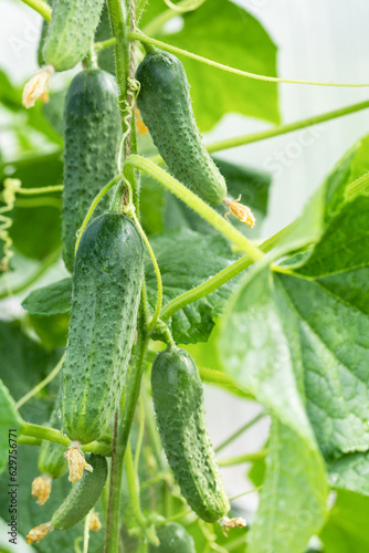 Cucumber growing. Natural background.