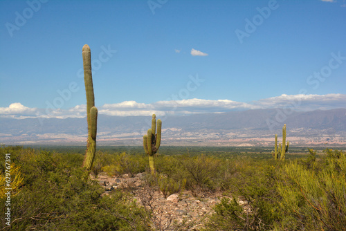 Cactus cacto valles calchaquies paisaje photo