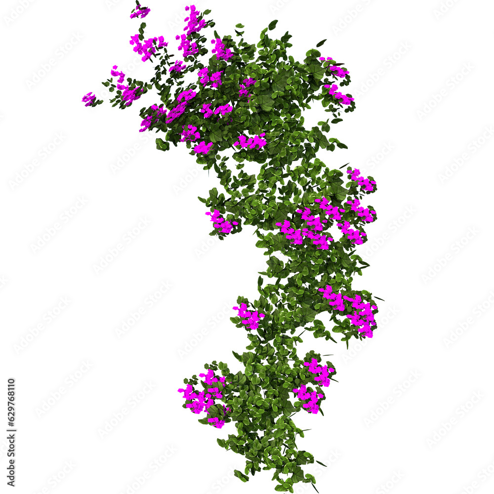 purple flower vines