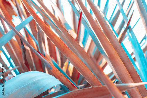 abstract pattern of agave plant.