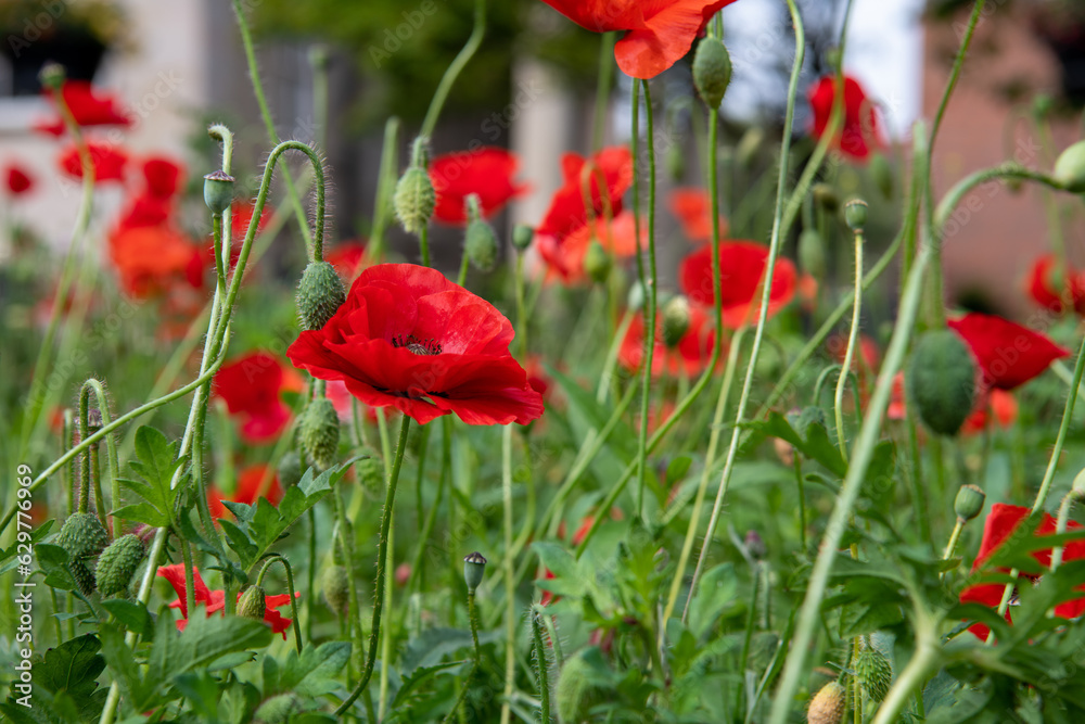 Obraz premium Red poppy in a field of green