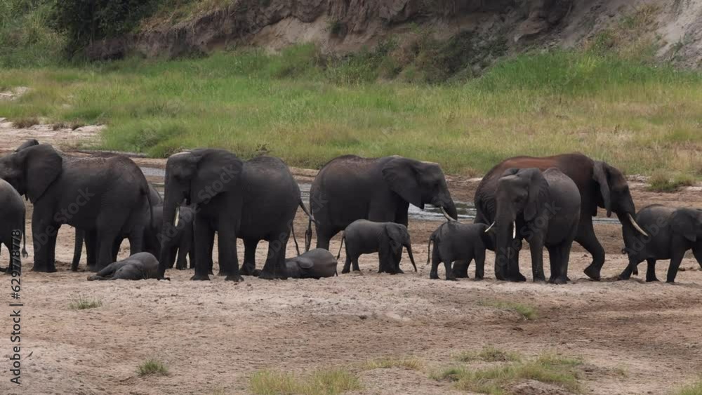 A large group of elephants standing in a riverbed with young calves rolling in the sand, Tanzania. A large group of elephants standing in a riverbed with young calves rolling in the sand, Tanzania.