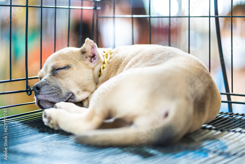 Pitbull terrier puppies sleeping inside a cage in a shelter. Dog. Pet. Animals.