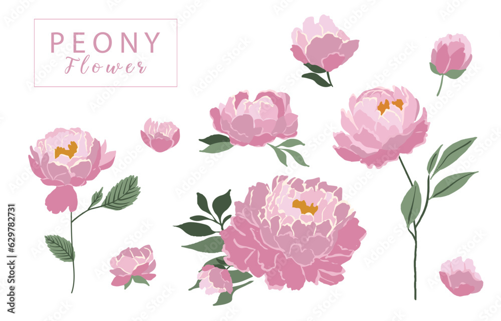 flower collection with pink peony element.Vector illustration for icon,sticker,printable