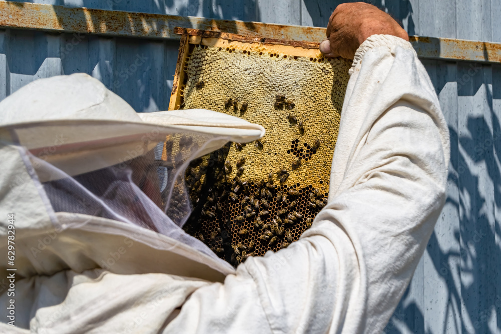 Winged bee slowly flies to beekeeper collect nectar on private apiary Winged bee slowly flies to beekeeper collect nectar on private apiary