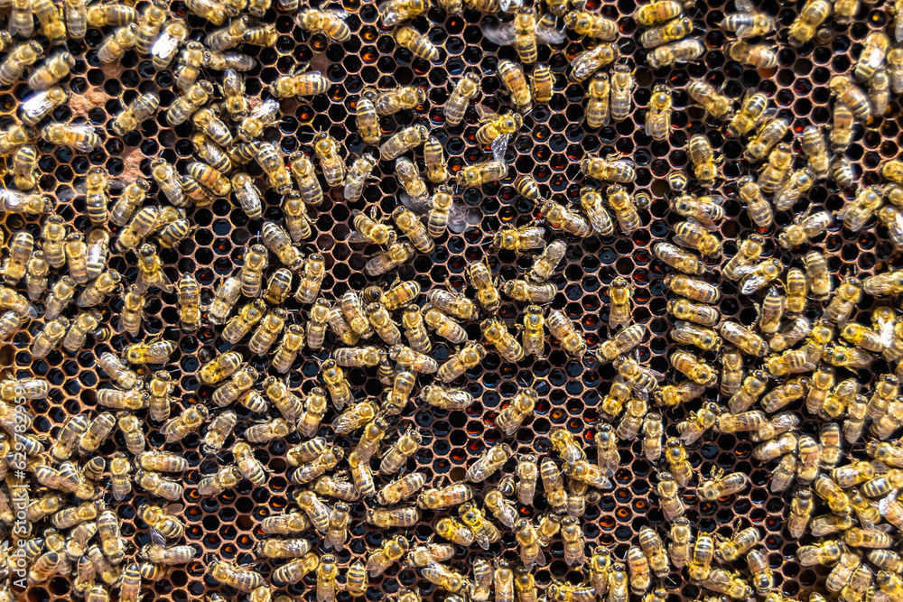 Abstract hexagon structure is honeycomb from bee hive filled Abstract hexagon structure is honeycomb from bee hive filled