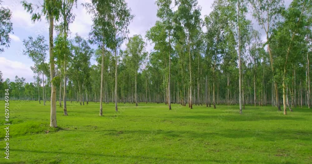 Drone enters the tropical dense forest capturing the captivating nature with a vibrant green environment 4K video Drone enters the tropical dense forest capturing the captivating nature with a vibrant green environment 4K video
