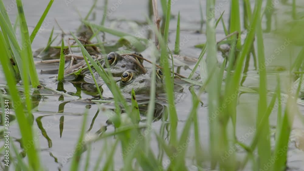 Frogs mating amongst the reeds of a pond Frogs mating amongst the reeds of a pond