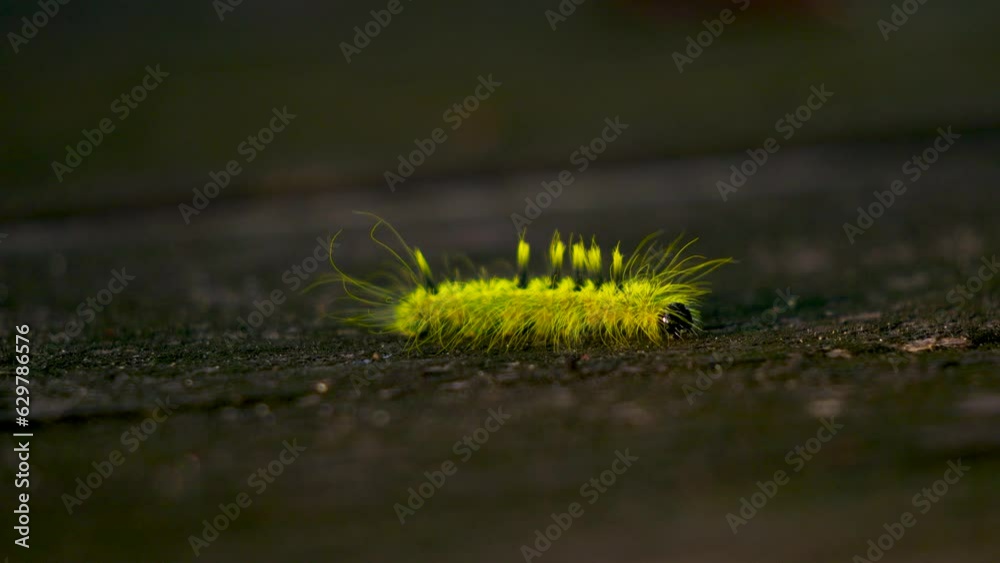 Caterpillar looks back wondering if he left the stove on. Caterpillar looks back wondering if he left the stove on.