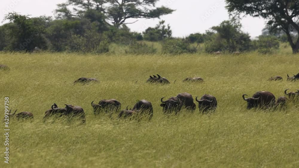 Lines of buffalo walking through the grasslands in Tanzania, Africa. Lines of buffalo walking through the grasslands in Tanzania, Africa.