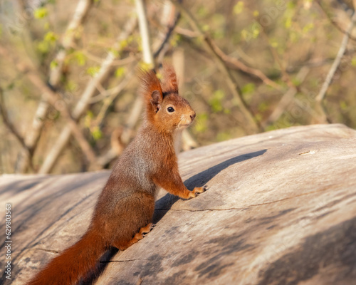 Curious red squirrel climbing onto a tree trunk in the forest