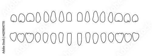 歯科記録用横並びになった歯の白黒線画イラスト