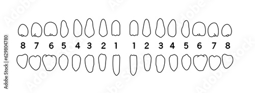 歯科記録用横並びになった歯の白黒線画イラスト
