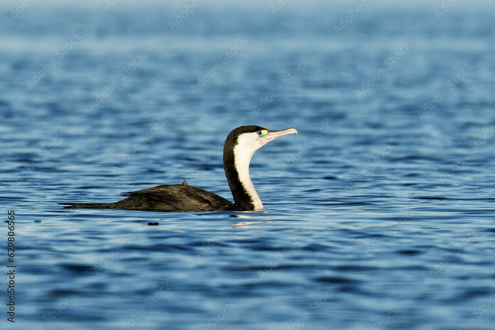 Little Pied cormorant in a blue lake on a beautiful morning Little Pied cormorant in a blue lake on a beautiful morning