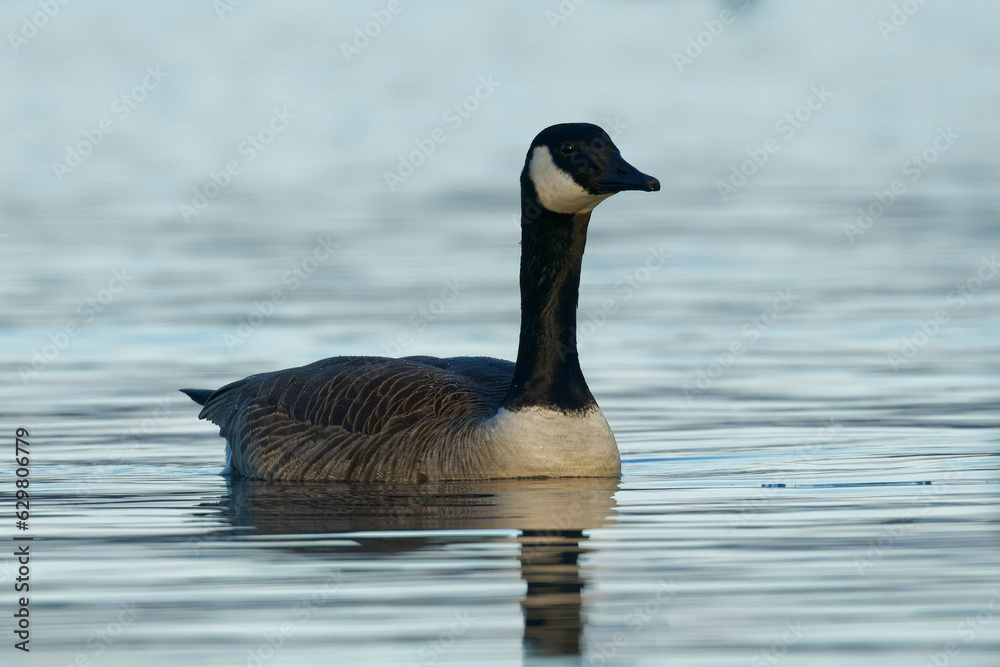 A Canada Goose in a blue lake on a beautiful morning A Canada Goose in a blue lake on a beautiful morning