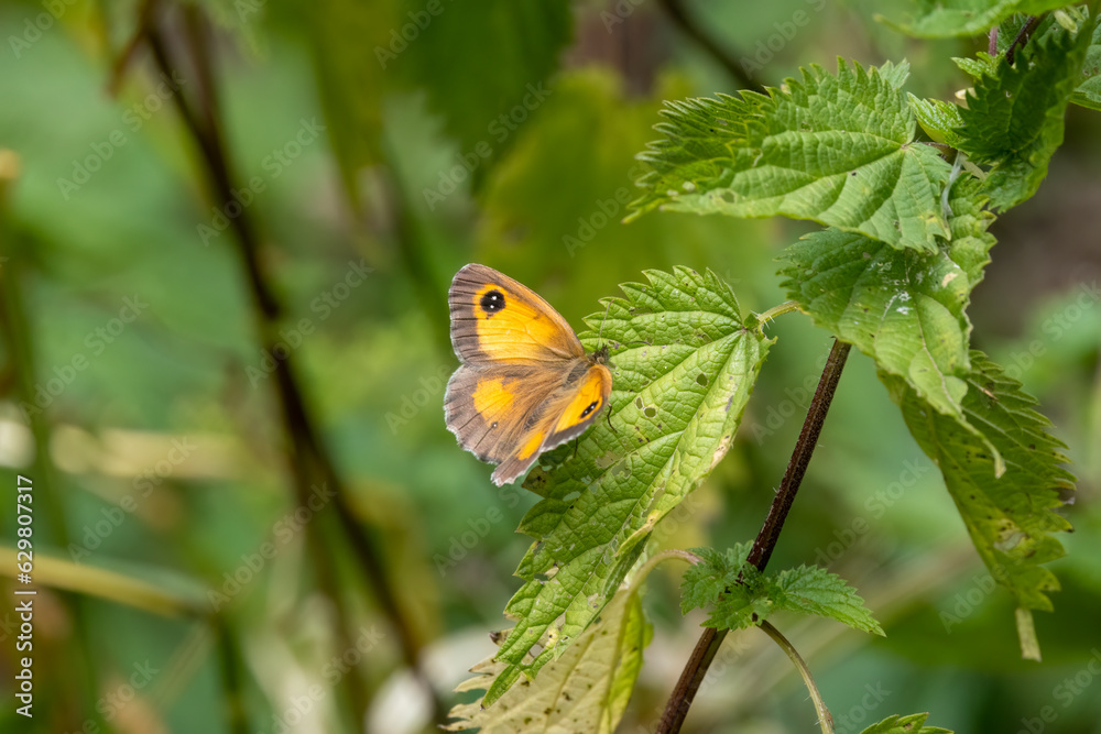 Rotbraunes Ochsenauge (Pyronia tithonus) Rotbraunes Ochsenauge (Pyronia tithonus)