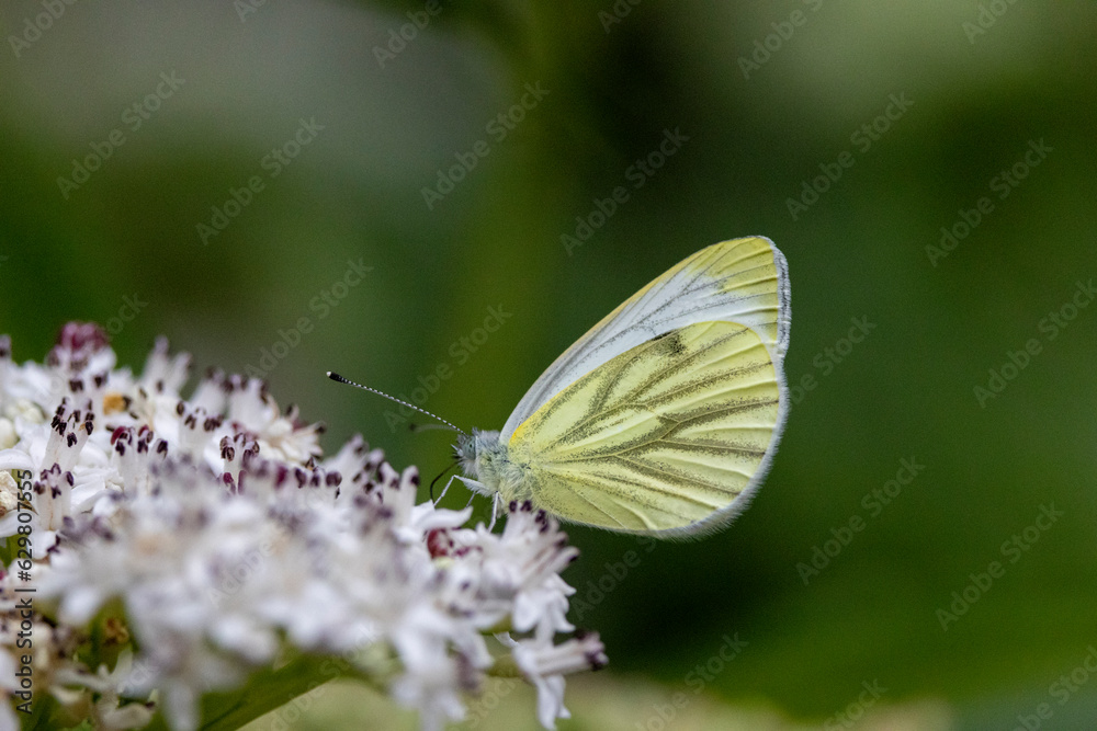 Grünader-Weißling (Pieris napi) Grünader-Weißling (Pieris napi)