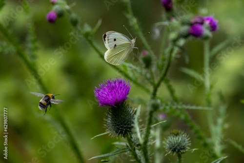 Großer Kohlweißling (Pieris brassicae) photo