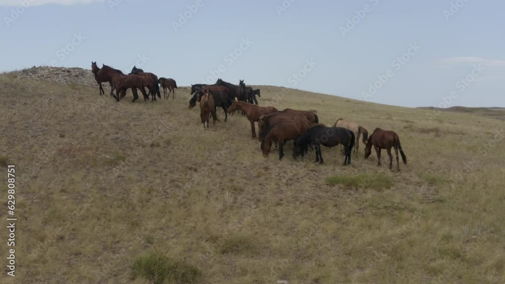 This stock video shows a wild steppe with a grazing herd of black and bay horses. This video will decorate your projects related to pets, horses, animal husbandry, summer landscapes, pets in the wild. This stock video shows a wild steppe with a grazing herd of black and bay horses. This video will decorate your projects related to pets, horses, animal husbandry, summer landscapes, pets in the wild.
