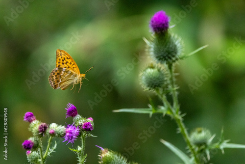 Kaisermantel oder Silberstrich (Argynnis paphia)