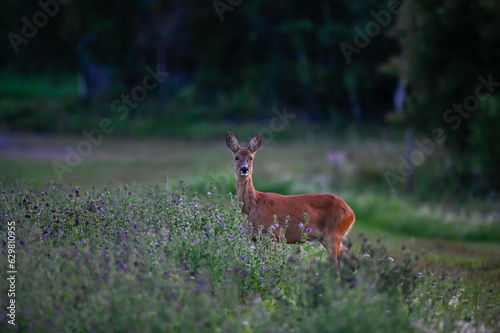 Roe deer in green field late in the evening
