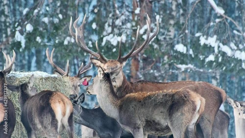 A family of deer eat food from a haystack in winter in the forest, in the park. Close-up