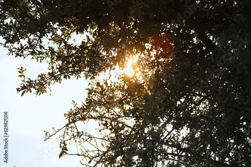 Sunlight seeping through the leaves of the tree