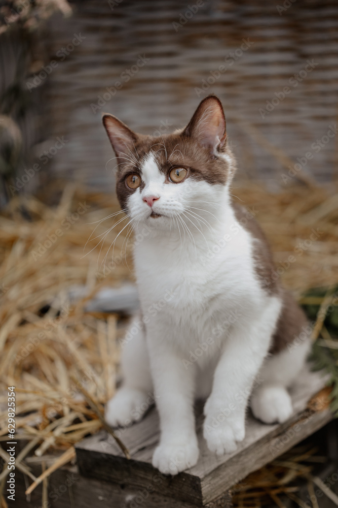 Katze im Sommer, Kätzchen spielt in der Scheune Katze im Sommer, Kätzchen spielt in der Scheune