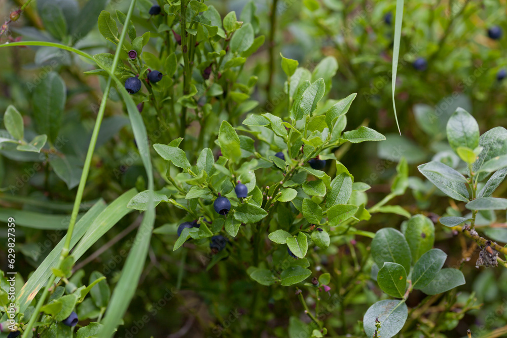 Wild meadow naturalistic garden with edible wild fruit - billberry - Scottish native plants create beautiful wildflower meadow. Wild meadow naturalistic garden with edible wild fruit - billberry - Scottish native plants create beautiful wildflower meadow.