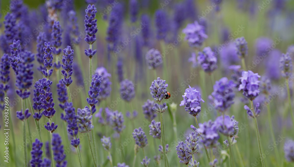 Naklejka premium English Lavender - ' Loddon Blue' Lavandula angustifolia or officinalis - ornamental plant in cottage gerden with dark blue flowers.