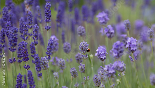English Lavender - ' Loddon Blue' Lavandula angustifolia or officinalis - ornamental plant in cottage gerden with dark blue flowers.