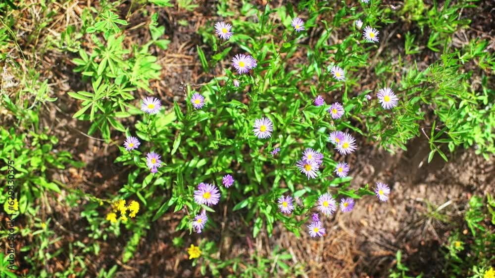 Flat top lay view of purple wild daisies, daisy flower wildflower moving in wind at Top of Vail tour hiking trail, Colorado in summer macro closeup Flat top lay view of purple wild daisies, daisy flower wildflower moving in wind at Top of Vail tour hiking trail, Colorado in summer macro closeup