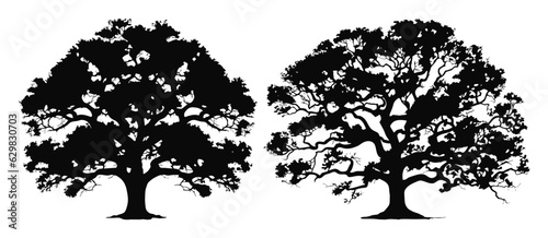 oak tree silhouettes set illustration photo