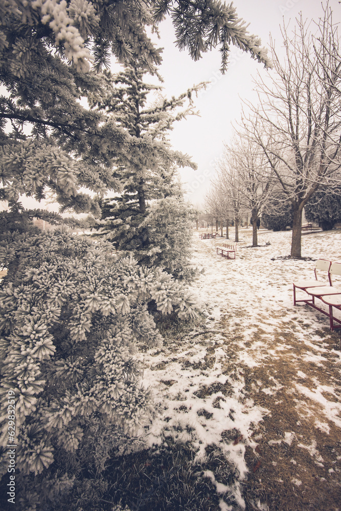 Snow covered trees and garden in snowy and foggy weather Snow covered trees and garden in snowy and foggy weather